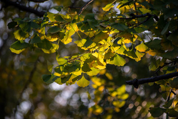 Ginkgo leaves in forest, Ginkgo Leaf (Ginkgo biloba) with back lit blurred background and shallow.