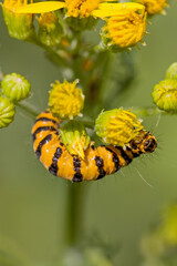 the yellow black caterpillar of the cinnabar moth feeding on a ragwort plant with bright green background