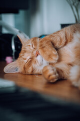 Ginger cat blissfully sleeps on wooden floor