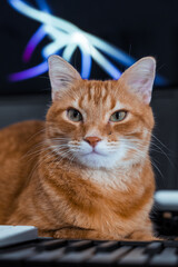 Fototapeta premium A cat's poise juxtaposed with abstract neon shapes.