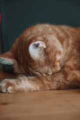 Content ginger tabby enjoying a lazy day.