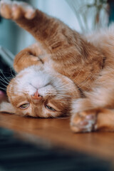 Feline serenity in a peaceful indoor nap