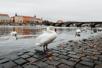 Swans floating on Vltava river in Prague with bridge on background - autumn season. Iconic swans on Vltava - dark moody photography.
