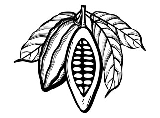 The fruits of two cocoa beans in cut and whole form with leaves drawn with a black outline. Flat doodle style. Vector illustration.