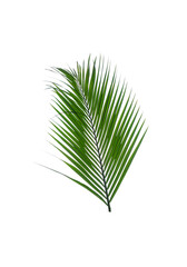 palm leaf  isolated on white background. This has clipping path.