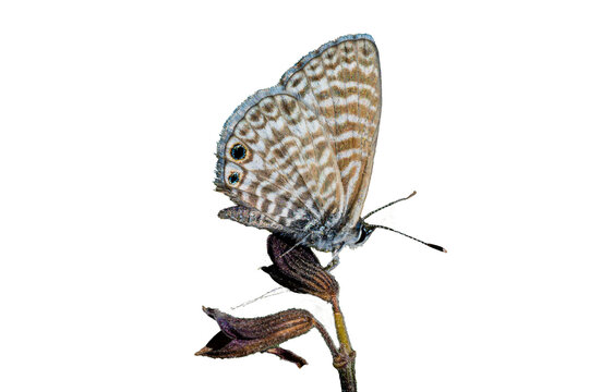 Marine Blue (Leptotes marina) Butterfly Photo Perched and Feeding on Golden Dewdrops (Duranta erecta) Blooms