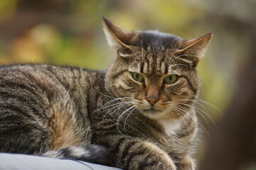 Gray-brown tabby cat on a heating pipe in November.  Novocherkassk, Russia.
