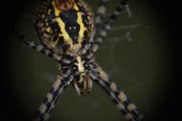 Araña tigre