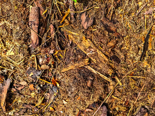 Detailed close up view on a forest ground texture with moss and branches