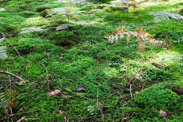 Naklejka na ściany i meble Detailed close up view on a forest ground texture with moss and branches