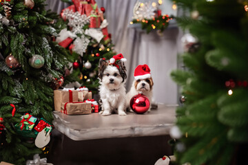 Fototapeta na wymiar A cute puppy wearing a Christmas hat with presents and Christmas Tree around him