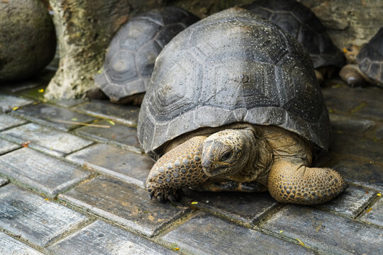 Land turtle, Cute tortoise, Sulcata tortoise, African spurred tortoise.