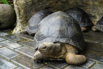 Land turtle, Cute tortoise, Sulcata tortoise, African spurred tortoise.