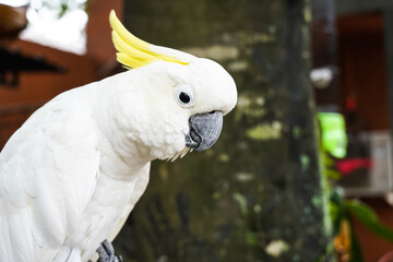Obraz premium beautiful withe cockatoo, white parrots,