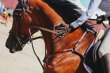 The rider slaps the horse on the neck after jumping. Show jumping