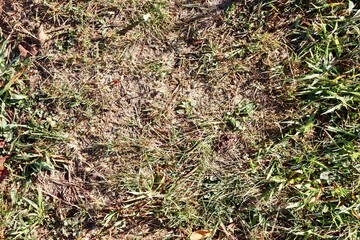 A close view of the brown and green grass turf.
