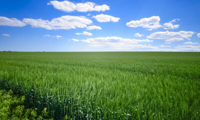 Endless green wheat field in spring in Ukraine