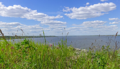 Fototapeta na wymiar Blooming steppe vegetation along the banks of the Khadzhibey estuary in spring