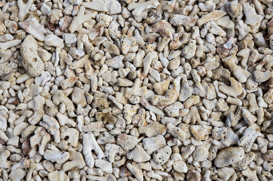Hawaii coral beach pattern texture mosaic