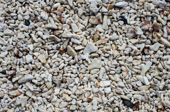 Hawaii coral beach pattern texture mosaic