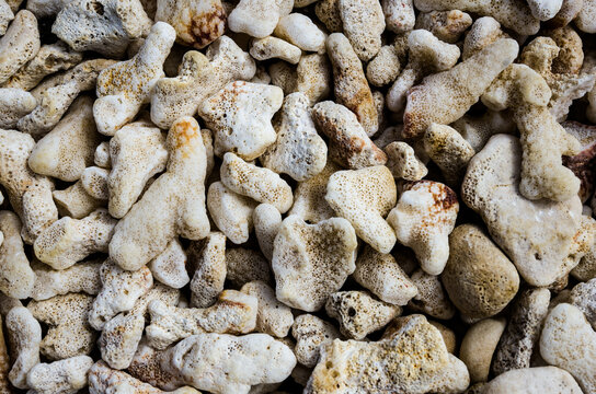 Hawaii coral beach pattern texture mosaic close up