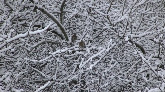 Birds Fieldfare, Turdus pilaris on branches trees with snow and snow covered trees in cold wintertime - real time. Topics: weather, ornithology, natural environment, season, winter