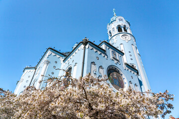 Blue church in Bratislava with blue sky and white cherry blossom