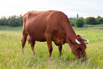 A red cow with horns eats grass in the steppe in full growth