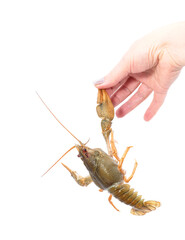 River crayfish holding a human finger.