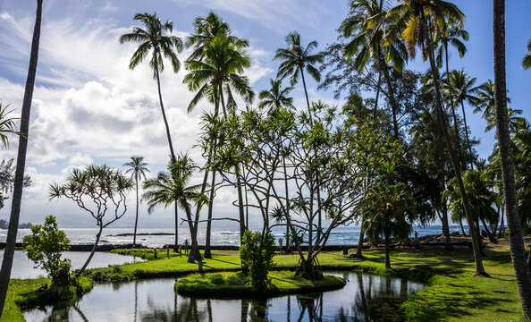 Hawaii intricate palm trees agaisnt the sky and sea