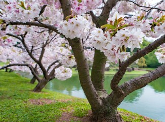 Cherry Trees Bloom Closeup, ''Sakura'' Trees, Japanese Park