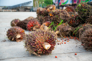 A group of oil palm fruits on cement background, Fresh palm oil from palm garden, plant.