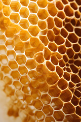 close up of honeycomb