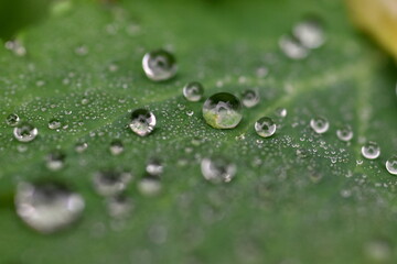 Regentropfen auf einem grünen Blatt