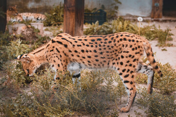 A wild animal in motion