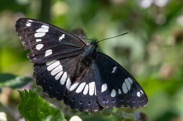 Limenitis reducta - Southern white admiral - Sylvain azuré