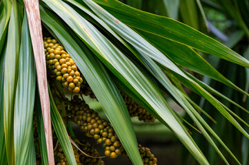 Palm tree leaves and fruit, Souillac, Mauritius