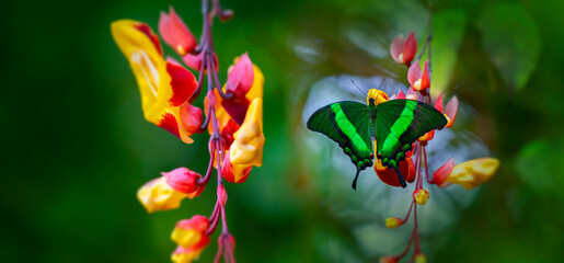 Butterfly Green swallowtail butterfly, Papilio palinurus in a rainforest
