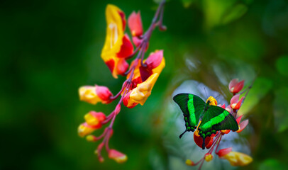 Butterfly Green swallowtail butterfly, Papilio palinurus in a rainforest - obrazy, fototapety, plakaty