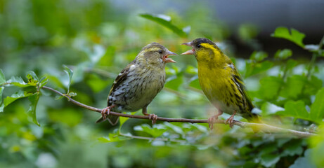 The Eurasian siskin (Spinus spinus)  birds female and male