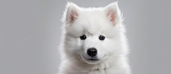 The white Samoyed puppy had a face that could melt hearts, with its beautiful, expressive eyes, making it a cute and lovable animal perfect as a pet, and ideal for a stunning portrait.