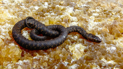 The dice snake (Natrix tessellata), rare black form - melanistic water snake on the Black Sea coast in Bulgaria