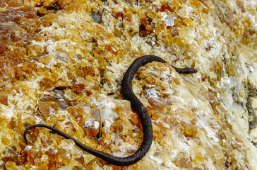 Obraz na płótnie Canvas The dice snake (Natrix tessellata), rare black form - melanistic water snake on the Black Sea coast in Bulgaria