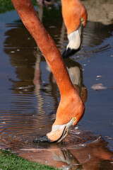 Flamingo Drinking Water