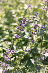 Blossom of bright dwarf catnip in spring. Nepeta racemosa. Violet flowers. Honey plant. Natural beauty of spring flower. Raceme catnip from the mint family Lamiaceae. Seasonal wallpaper for design