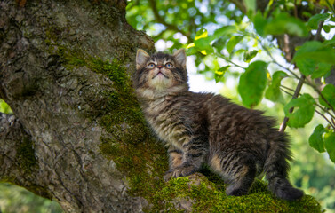 a cute little kittens climbing  in the garden tree