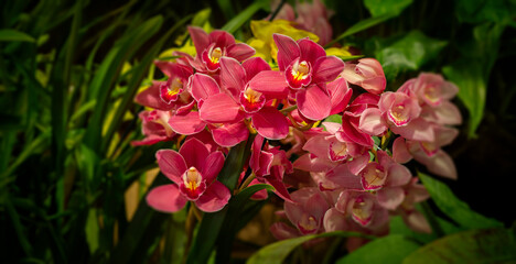 orchid cymbidium in the glasshouse close up