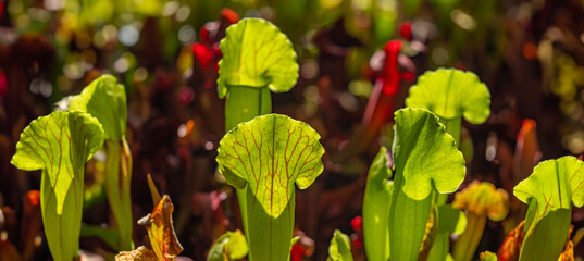 Sarracenia a carnivorous insectivorous plant on a blurred background.  Pitcher plants, commonly...