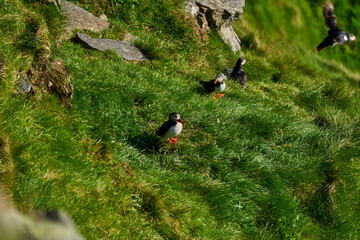Cute and adorable Puffin, fratercula, on a cliff in Norway.