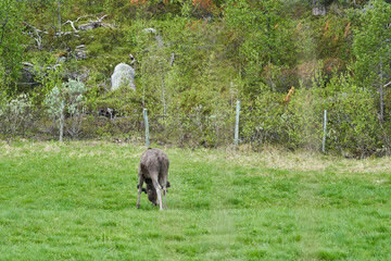 Scandinavian Moose with antlers standing on a meadow